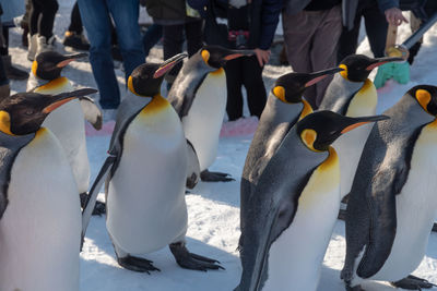 High angle view of penguins on snow covered landscape