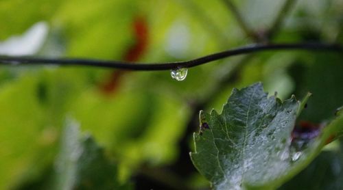 Close-up of wet plant leaves