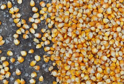 High angle view of corn kernels