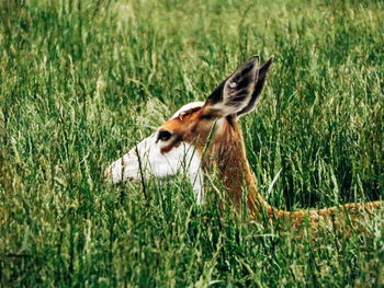 Close-up of giraffe on field