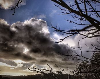 Low angle view of silhouette tree against sky