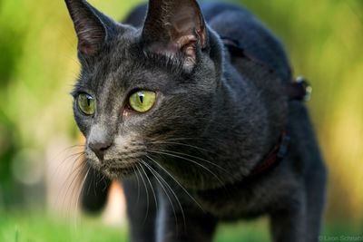 Close-up of cat looking away