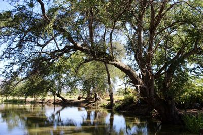 Low angle view of trees by lake against sky