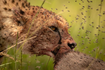 Cheetahs feeding on animal