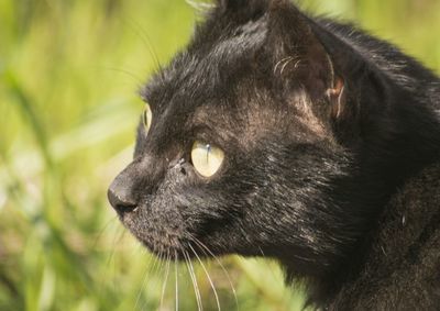 Close-up of black cat