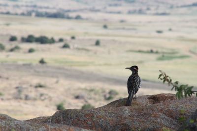 Bird perching on rock