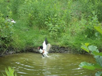 View of duck swimming in lake