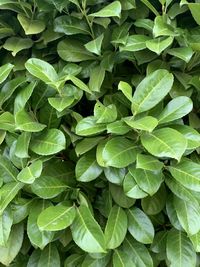 Full frame shot of green leaves