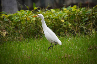 Bird in a field