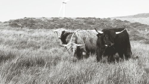 Portrait of yaks on landscape