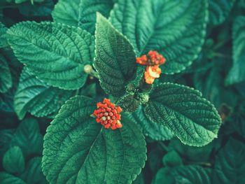 Close-up of red leaves on plant