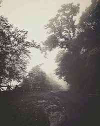 Low angle view of tree against sky