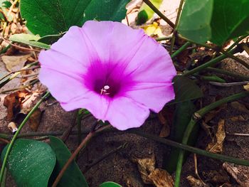 Close-up of pink flower