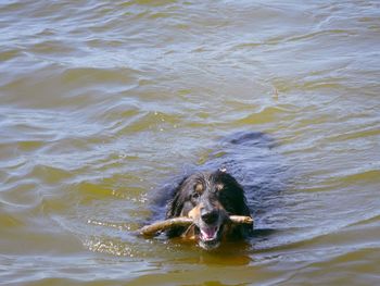 View of dog swimming in lake