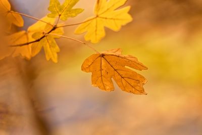 Close-up of yellow maple leaves