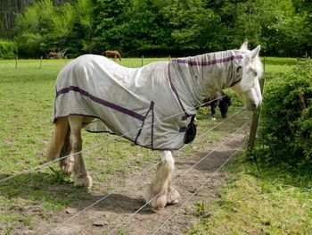 Horses in a field