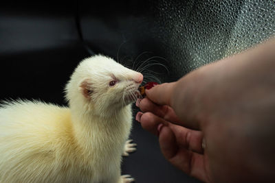 Adorable ablino pet ferret being fed by hand against black background with copy space