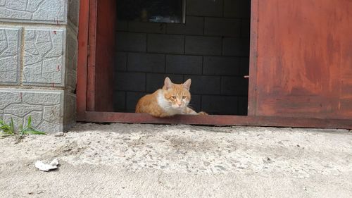 Portrait of cat sitting on door