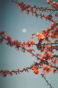 Low angle view of flowers growing on tree against clear sky