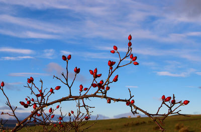 Plants growing on field against cloudy sky