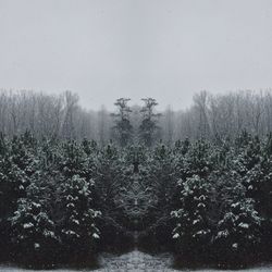 Reflection of trees in water