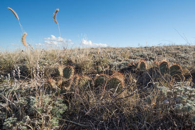 Close-up of stalks in field against clear sky