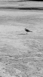 High angle view of bird on beach