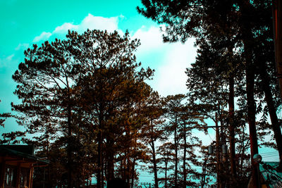 Low angle view of trees against sky