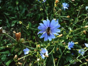 Close-up of purple flowering plant