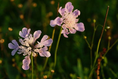 Close-up of purple flowering plant