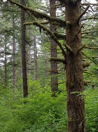 Trees in forest