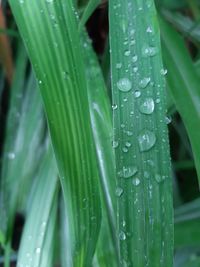 Close-up of raindrops on leaf