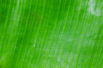 Full frame shot of palm leaf