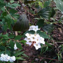 Close-up of white flowers