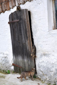 Cat on old wooden door