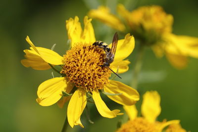 Garden wasp collecting pollen on wild yellow flower in garden