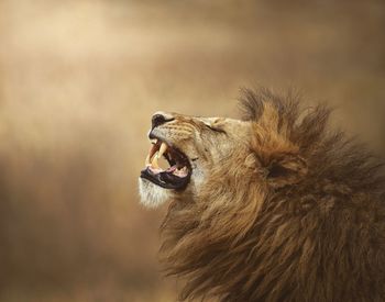 Close-up of lion