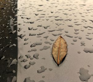 High angle view of dry leaf on wet land