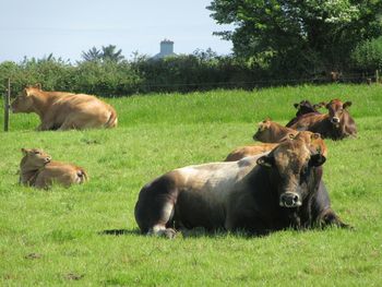 Cows resting on grassy field