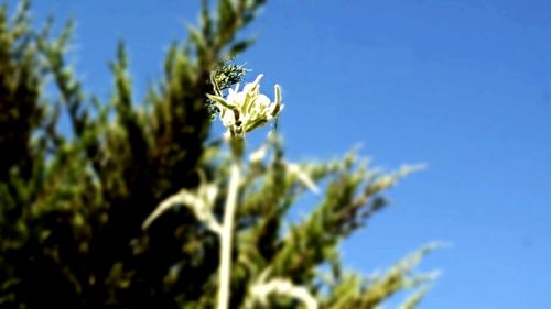 Close-up of flowers against blue sky