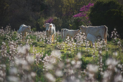 View of sheep on field