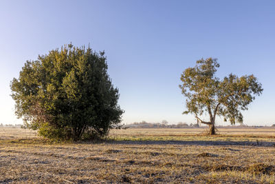 Tree on field against clear sky