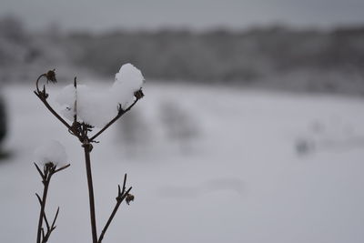 Close-up of plant against blurred background