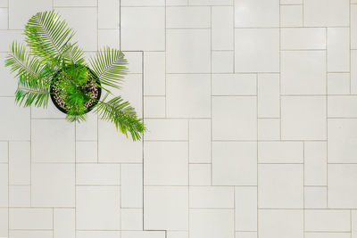 Close-up of potted plant against wall