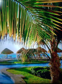 Scenic view of palm trees by sea