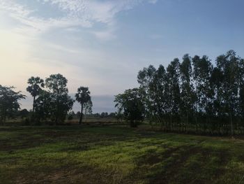 Trees on field against sky