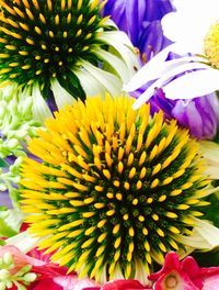 Close-up of multi colored flower blooming outdoors