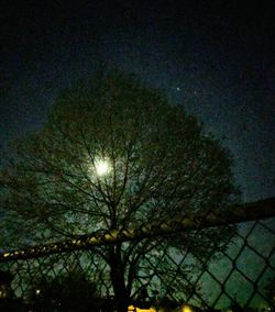 Low angle view of tree against sky at night