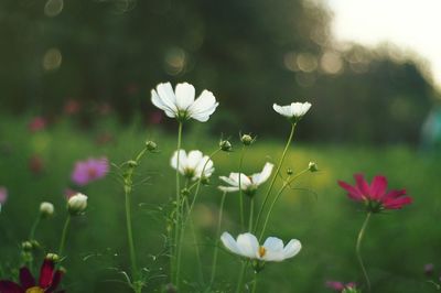 Close-up of flowers blooming outdoors