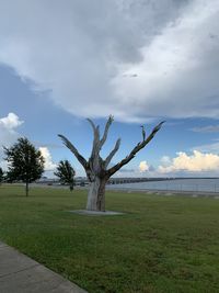 Tree on field against sky